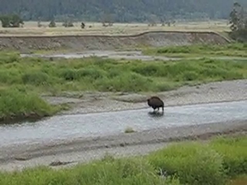 MVI_3735 bison Lamar valley passage riviere