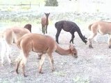 Colorado Alpacas for Sale - Moms and Babies