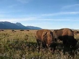 MVI_4640 groupe bisons grand Teton