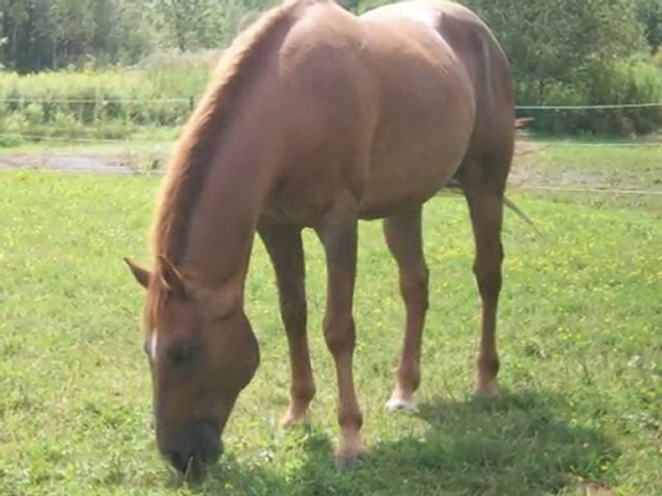 Mon cheval est ma vie !!