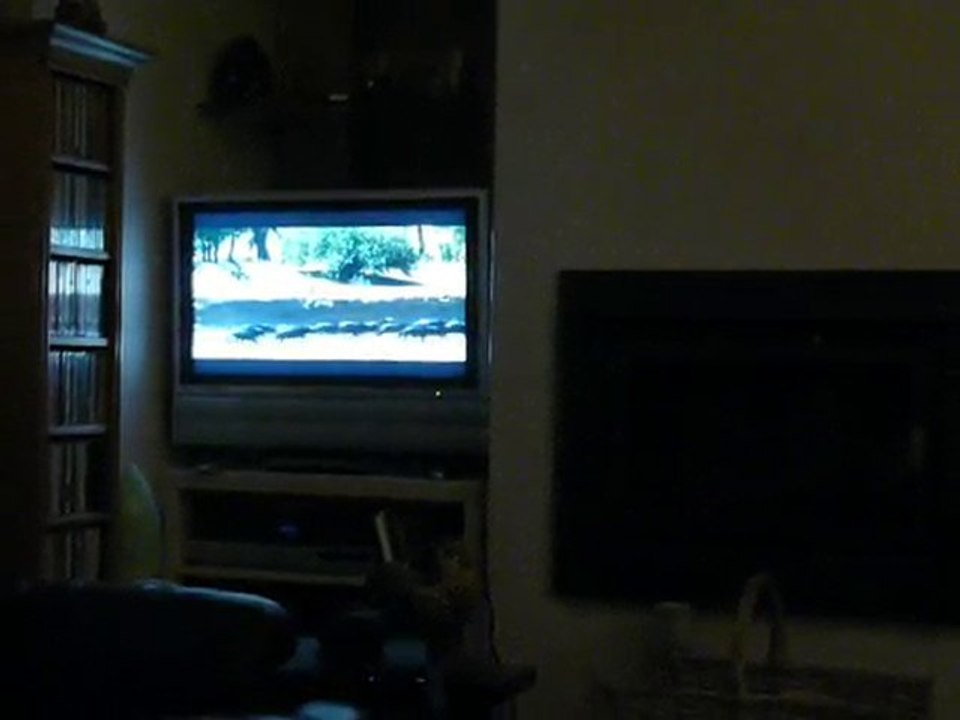 Le petit chien, la télévision et les animaux !