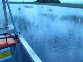 Airboat Everglades Gator Park