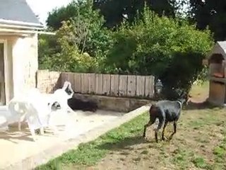 la meute va bien :-) 13.09.10