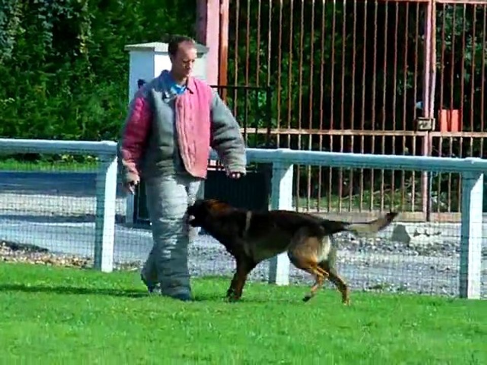 cherkane chien blanc 2
