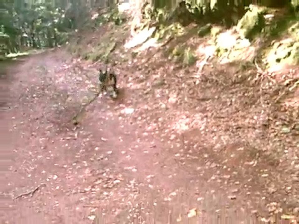 * *  VARGAS DANS LA FORÊT DOMANIALE DE LEMBERG 1  * *
