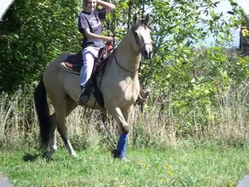 ma vie avec mes chevaux2