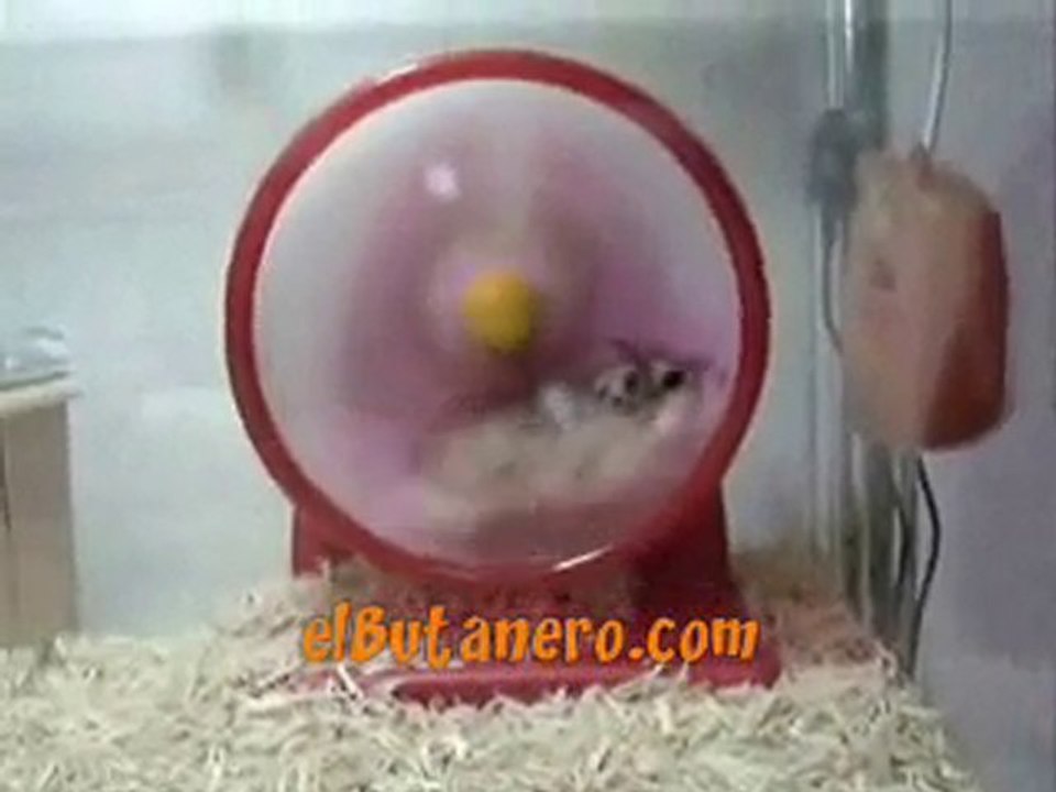 hamster
