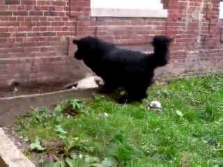 Crepucsule, cerbere, Falling away, 1ers jeux