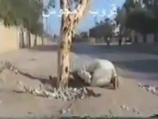 Chiites Rawafidh INVOQUE UN ARBRE SoubhanAllah