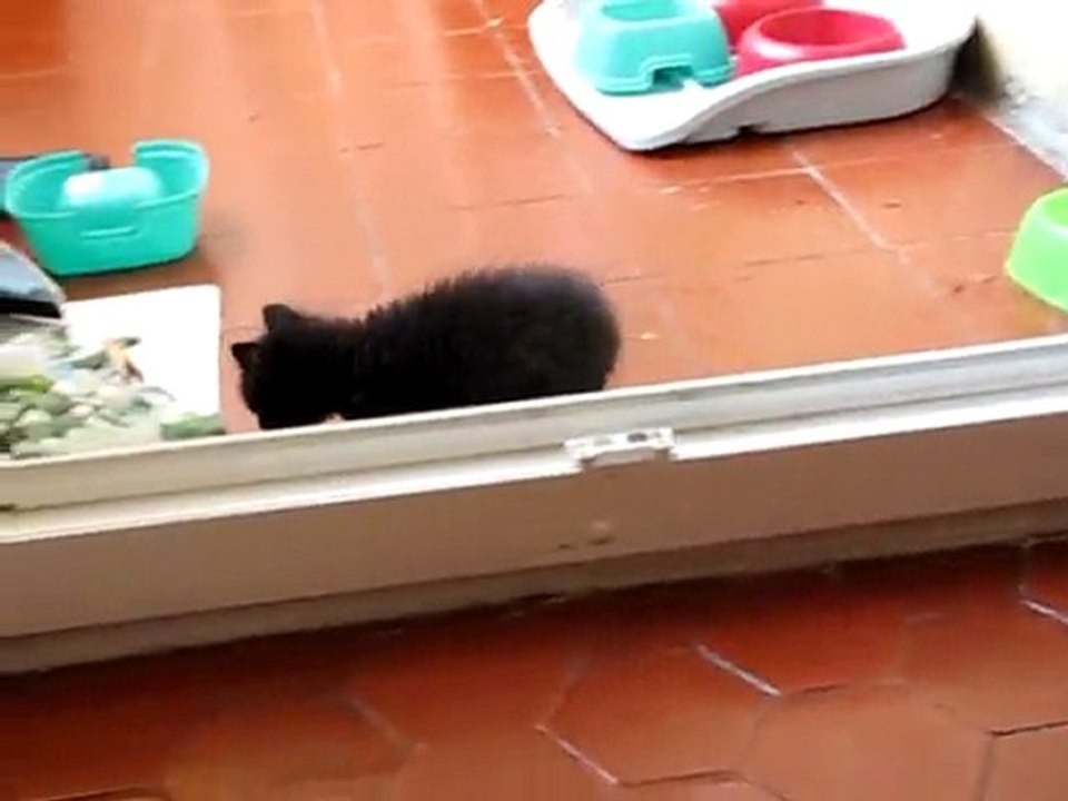 Les chatons jouent dans la cuisine