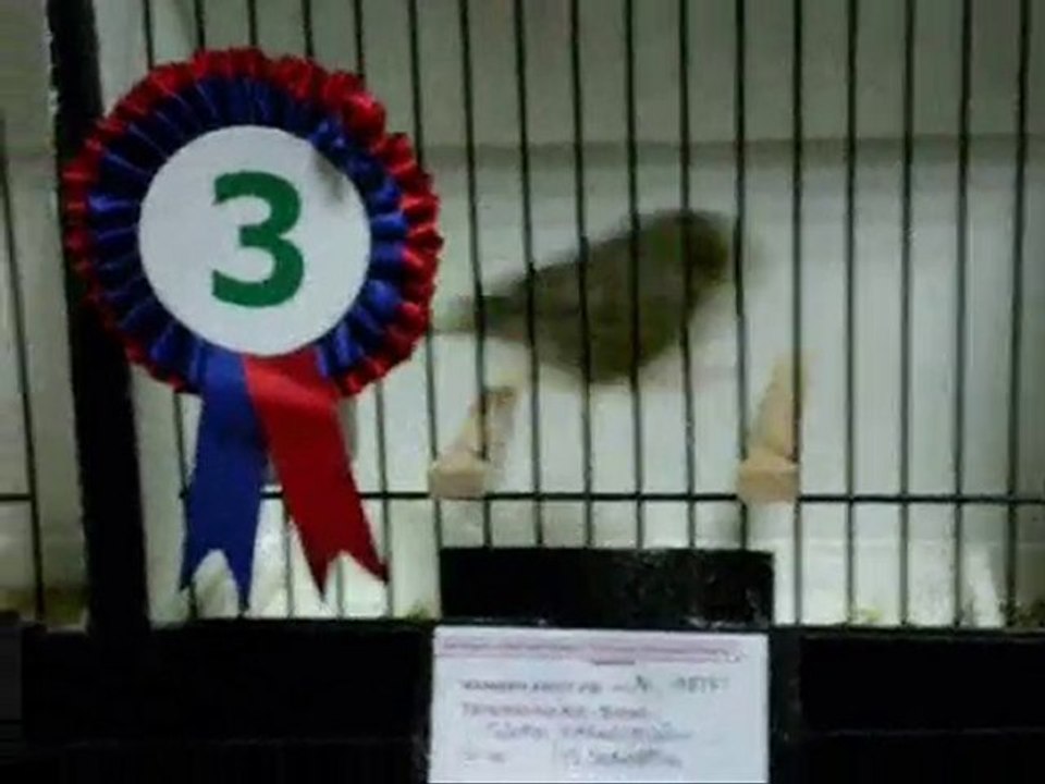 BALIKESİR | DÜZ RENK KABAK 3