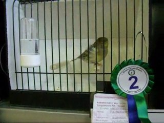 İSTANBUL | DÜZ RENK KABAK 2