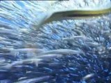 orkinos-sinarit-akya -büyük balık ,küçük balığı yer 2