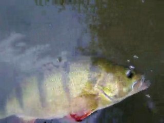 Remise à l'eau d'une perche de 45cm