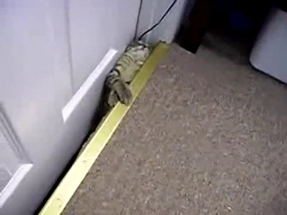 chatons sous la porte