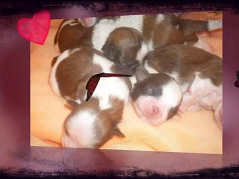 les bebes de california red river