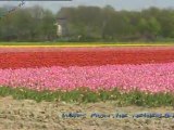 Colourful tulip fields in Holland