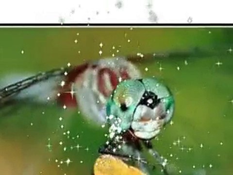 Canon EF 100mm f/2.8 Macro