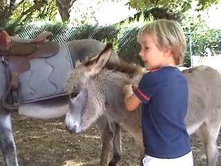 L'ane a des "gratte-gratte"