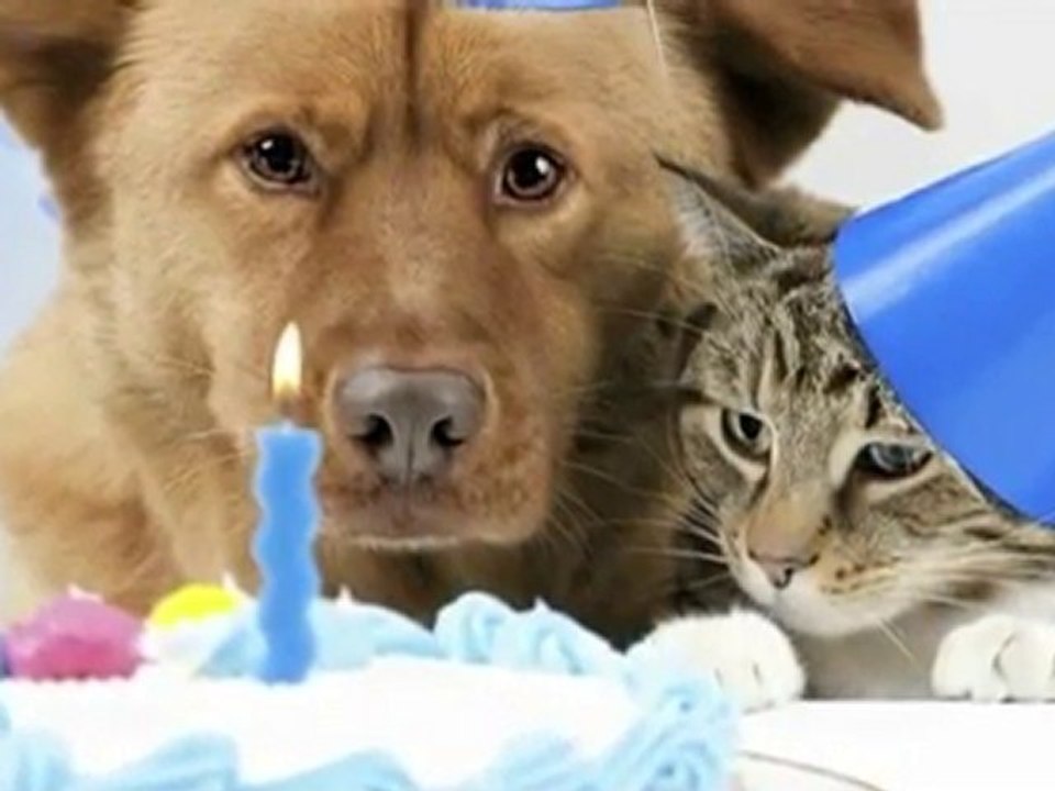 Cute Animals