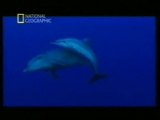 Adopcion: Conducta altruista entre delfines