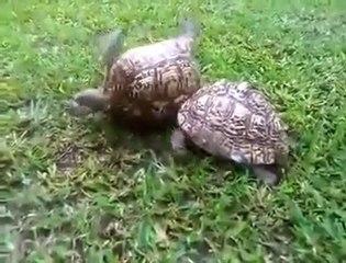 Güzel Bir Dostluk Örneği ))