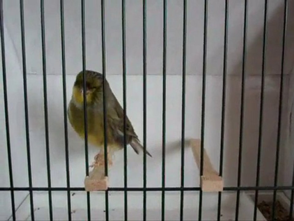 AHRAC KABAK ERKEK | 2009