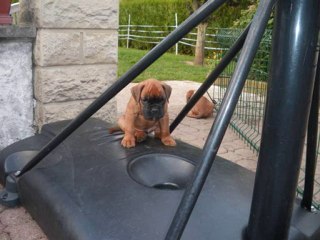 les bébés de cybelle du jardins des nymphes