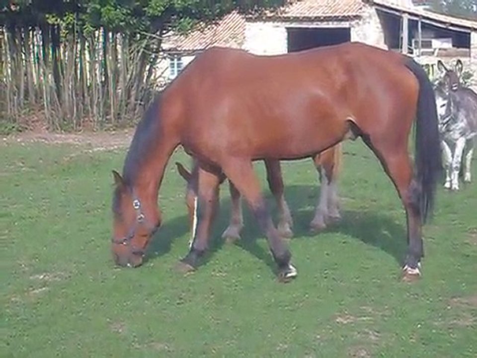 SDC13441
