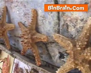 Explore the Unique Types of Prawn in Kanyakumari 🦐