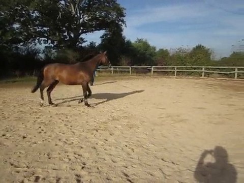 winnie 012 jument KWPN 7ans