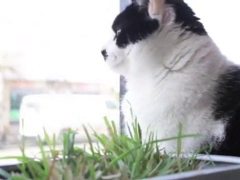 Cattery Kennels Coburg Cat Boarding Melbourne VIC