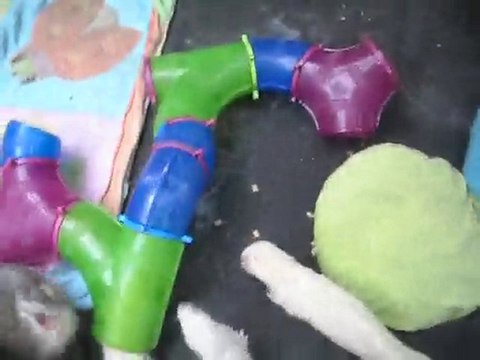 association furet 2eme chance le 14septembre 2010