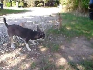ELEVAGE DES PETITS AZTEQUES