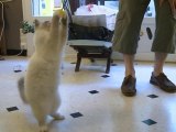 VISUAL PROD Sacrés chats bohèmes (vidéo pro chatterie) [HD]