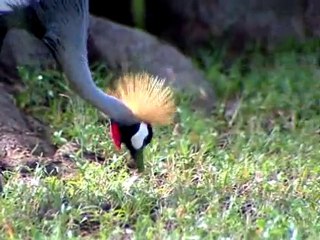 INTER-CONTTINENTAL LUSAKA Where The Crowds Go