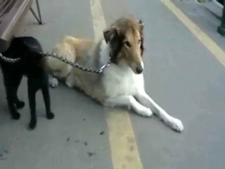 Grade 3 Meeting - Collie & Cat: Part Two