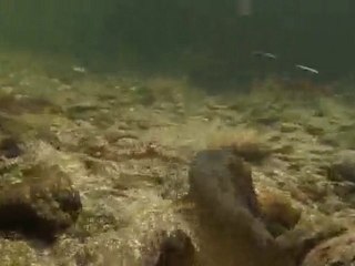 Ombre en nymphe et sèche à vue