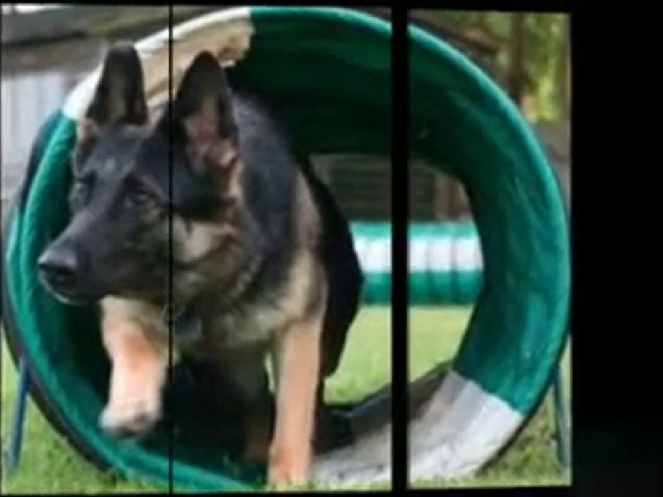K9 SPECIALIST IN HOME DOG PUPPY TRAINER TRAINING MIAMI video Dailymotion