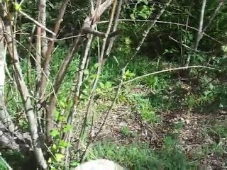 Scène d'amour entre vipères Aspic