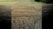 2 new crop circles in Wiltshire, UK - 26 September 2010