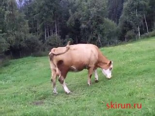 Панжинский не хочет молока.