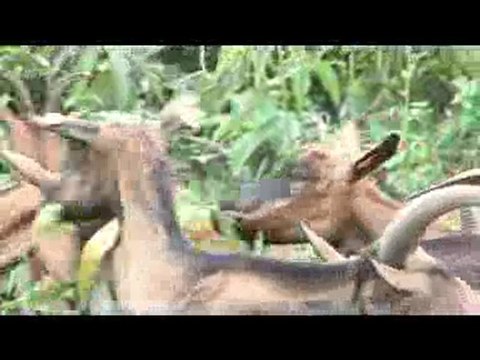 Elevages Sans Frontières Togo