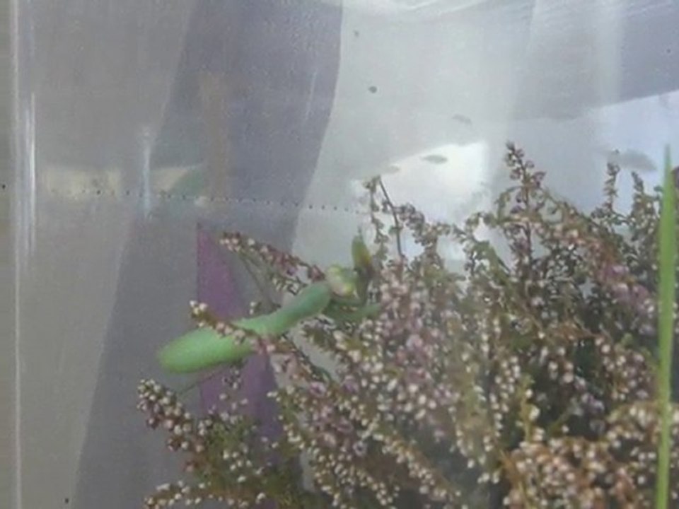 Ma mante religieuse attrape et mange une mouche.