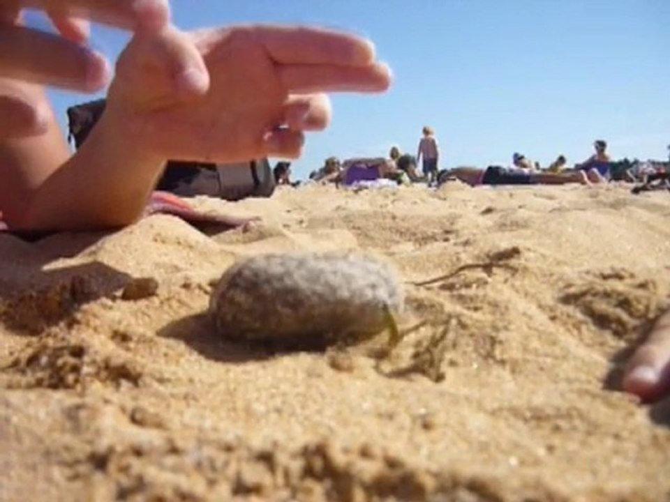 Avez-vous déjà vu ? Une plante qui supporte un caillou