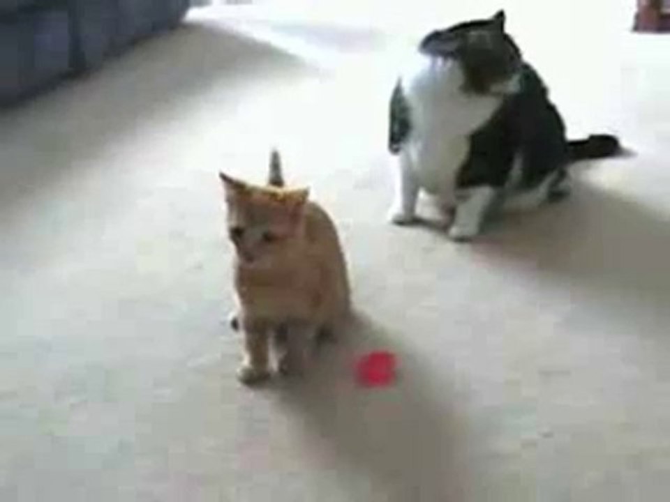 COMMENT RENDRE SON CHAT BIEN AIMÉ FOU ?