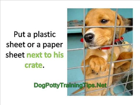 Dog Potty Training - What if Your Dog Needs to Go at Night