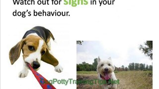 Dog Potty Training - When To Take your Dog Out
