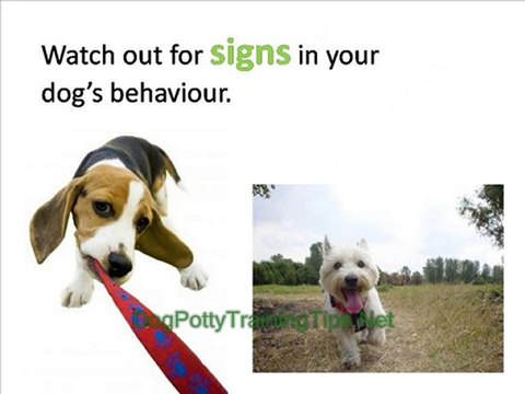 Dog Potty Training - When To Take your Dog Out