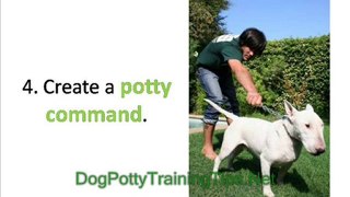Dog Potty Training Problems and How to Overcome them